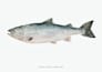 paint scientific watercolor illustrations of ocean animals